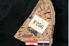 Foto (Detailansicht) von Sequoia couttsiae Heer (NHMW-GEO-2024-0188-8256)